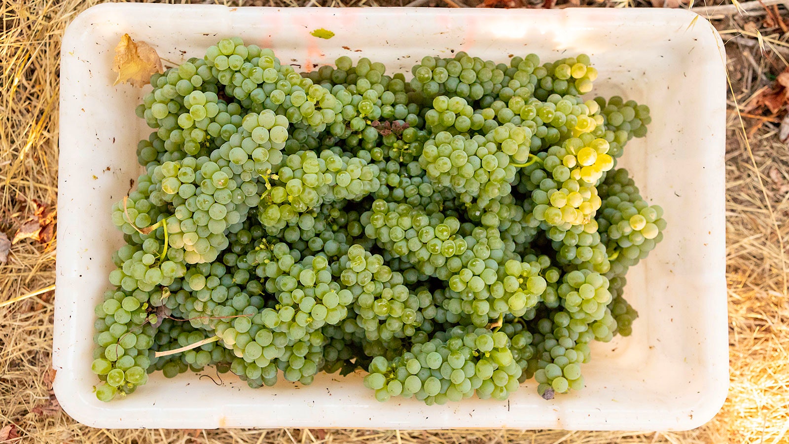 A bin filled with Sauvignon Blanc grapes